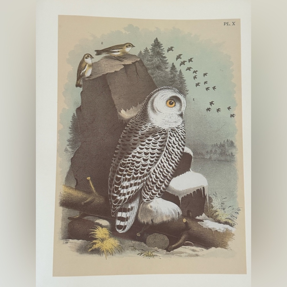 Vintage Owl Ornithological Botanical Print 🌿

Approximately 11 1/4” x 14 1/2”